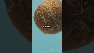 Why Coconut Has Water Inside short shorts short shots [upl. by Fitalludba]