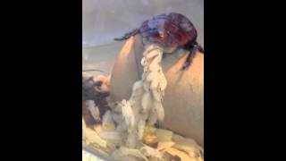 A Madagascar Hissing Cockroach Gives Live Birth [upl. by Neellek27]