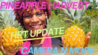 PINEAPPLE HARVEST  SECURITY CAMERA  HRT  LAND AND HORMONE REPLACEMENT THERAPY UPDATE [upl. by Stephanie]