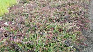 Bearberry Kinnikinnick Seedlings at Harvest  TreeTimeca [upl. by Tonia]