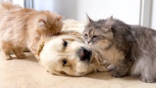 Golden Retrievers Were Attacked by a Family of Funny Cats [upl. by Steve]