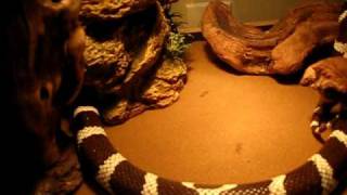 Californian King Snake  Tank Set Up [upl. by Garmaise]