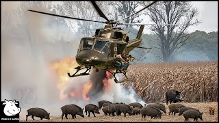 Cómo Los Cazadores Estadounidenses Se Enfrentan A Millones De Jabalíes Usando Helicópteros  Granja [upl. by Tucky]