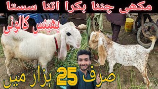 Bhains colony Bakra Mandi Latest Update 24Jul2024  Sirf 11 Hazar main  goat farming [upl. by Liag]