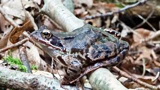 Sei kein Frosch oder die Kröte im Wald [upl. by Llehcor184]