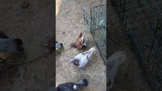 First tossing 10km 🕊️pigeon homerkabutar racingpigeon pigeontournament hummingbird kabuterbaaz [upl. by Annekahs]