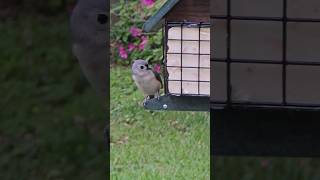 Tufted titmouse checking out the feeder [upl. by Kinimod]