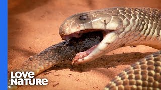 A Mulga Snake Is A Snake’s Worst Nightmare [upl. by Omland]