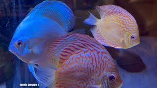 DISCUS FISH DISEASES The Top 5 Reasons Discus Fish Die How To Recognize and Prevent [upl. by Huesman]