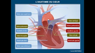 Comment est organisé le cœur [upl. by Vasos111]