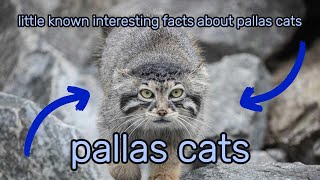 LittleKnown Interesting Facts About Pallass Cats 2024 animals unknowns [upl. by Charin]