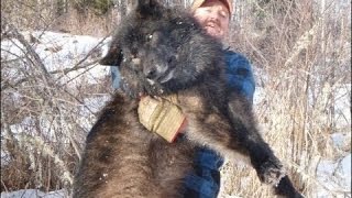 Radioactive Wolves Of Chernobyl  Scary Mutations Full Documentary [upl. by Adnarim]