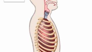 Biologie voor Jou  Borstademhaling [upl. by Adgam]