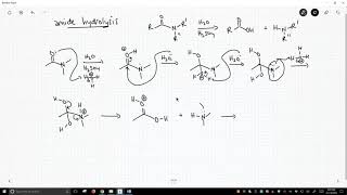 mechanism of amide hydrolysis [upl. by Neema]