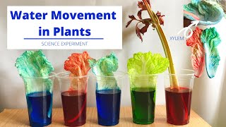 Xylem in Plants  How Water Moves Up the Stem  Water Movement in Plants  Science Experiment [upl. by Enisamoht]