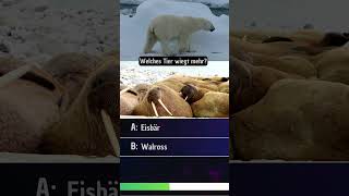 Eisbär vs Walross Wer wiegt mehr 🐻‍❄️🦭 [upl. by Venezia768]