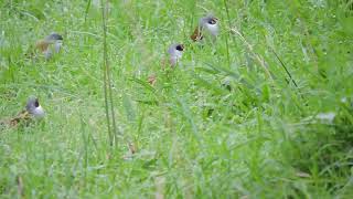 Swee Waxbill [upl. by Aikemet]