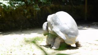 REPRODUCTION DE TORTUES GEANTES [upl. by Ynar143]