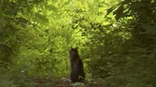 Panther Mountain Lion Video in West Virginia [upl. by Kcor]