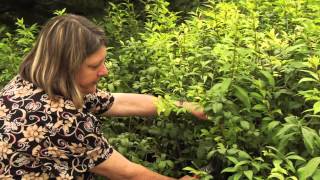 How to Prune Euonymus AlataBurning Bush Instructional Video w Plant Amnesty [upl. by Hserus]