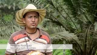 La Fiebre de la Palma english subtitles  Oil palm in Ecuador [upl. by Millda]