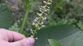 Pokeweed Phytolacca americana [upl. by Recha]