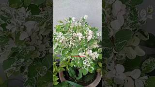 Snow Bush Plant happymothersday 2024 mothersday pruning gardeningideas nonstopgardeningshorts [upl. by Jorgenson]