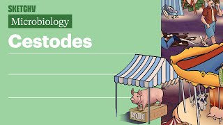 Cestodes Microbiology  USMLE Step 1  Sketchy Medical [upl. by Redna]