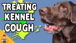 Kennel Cough What it sounds like and how a veterinarian will treat kennel cough [upl. by Damicke92]