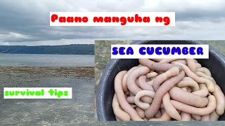 Paano manguha ng sea cucumber survival tips [upl. by Atiuqrehs]