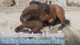 Sheath Cleaning A Regular Gelding Maintenance Thing [upl. by Jennica]