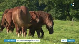 A BriecdelOdet Finistère lune des rares fermes en France à produire du lait de jument [upl. by Theron]