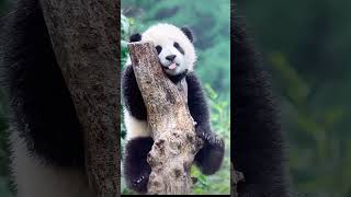 🐼🐼🐼🖤🖤 panda enjoying panda funny moment videos subscribe plz allan4148 [upl. by Neirb995]