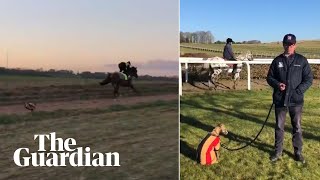 Fenton 20 trainer recreates viral hit as dog chases after racehorses [upl. by Ramses]