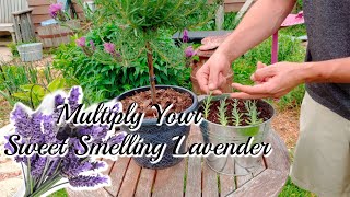 How to grow LAVENDER Cuttings [upl. by Davy]