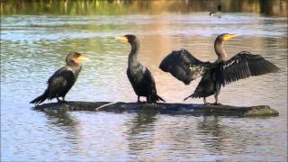 Double crested Cormorant [upl. by Rodrigo]