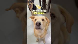 Siempre cambian de opinión🙊😍perros perroshermosos perrosbonitos dog mascotas foryou parati [upl. by Gemma]