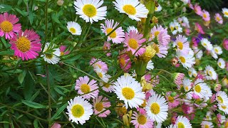 Erigeron karvinskianus Mexican fleabaneMexican daisy [upl. by Aletse]