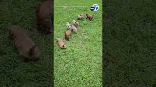 Watch these puppies and piglets become adorable BFFs at Alabama Farm [upl. by Busey]