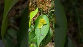 Conoce las Pleurothallis [upl. by Gee]