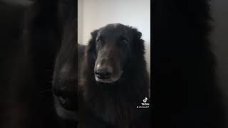 Words of advice from a Belgian Shepherd 😲 [upl. by Britta]