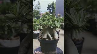 The Fertilizer Gardening Flower Bonsai Houseplant Adenium Desert Rose [upl. by Tawnya]