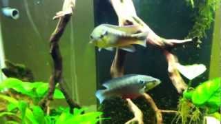 Crenicichla cf saxatilis update [upl. by Acinorehs]