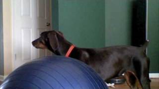 Doberman puppy barking at the front door [upl. by Warren]