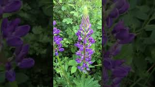 Vielblättrige Lupine giftig [upl. by Kristi]