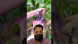 Jagung Pulut atau Jagung Ketan corn carvingfruit satisfying freshfarmfruit food [upl. by Aneroc941]