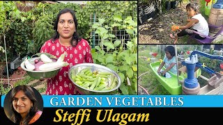 Garden Vegetables Steffi Ulagam  Harvesting Vegetgables from Home Garden in Tamil [upl. by Buddie]