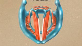 How the Larynx Produces Sound [upl. by Ellehc]