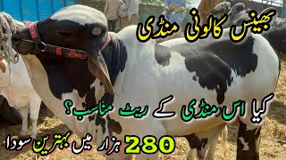 Bhains Colony Mandi Rates Update  28 February 2024  Cow Mandi 2024 [upl. by Ntsyrk851]