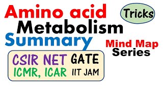 Metabolism of Amino Acids  General Reactions of Amino Acids  BiologicalOxidation [upl. by Brogle620]